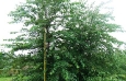 Rivers Birch2